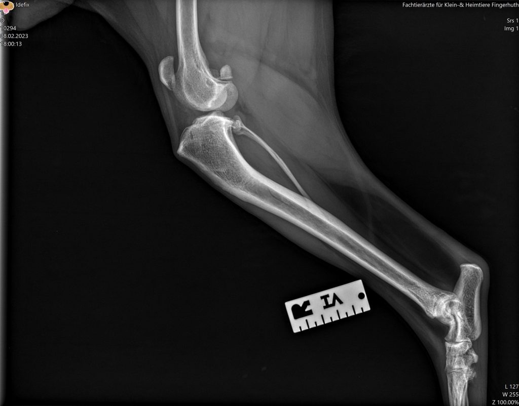 Röntgenbild Hund, Kreuzbandriss